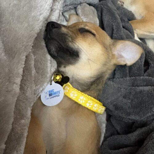 Enlarge Bailey, a Adoptable mixed breed in new york, NY image 3/4