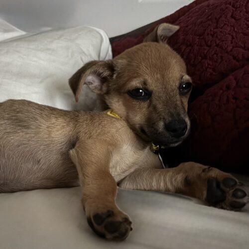 Enlarge Bailey, a Adoptable mixed breed in new york, NY image 4/4