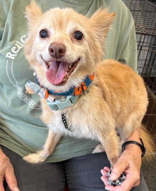 Enlarge Herman, a Adoptable Pomeranian in Memphis, TN image 1/5