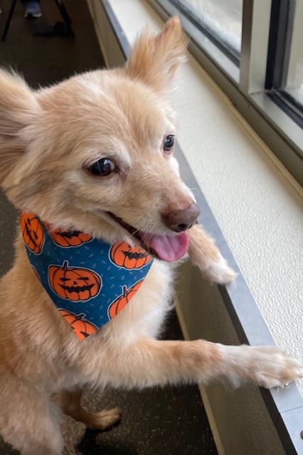 Enlarge Herman, a Adoptable Pomeranian in Memphis, TN image 2/5