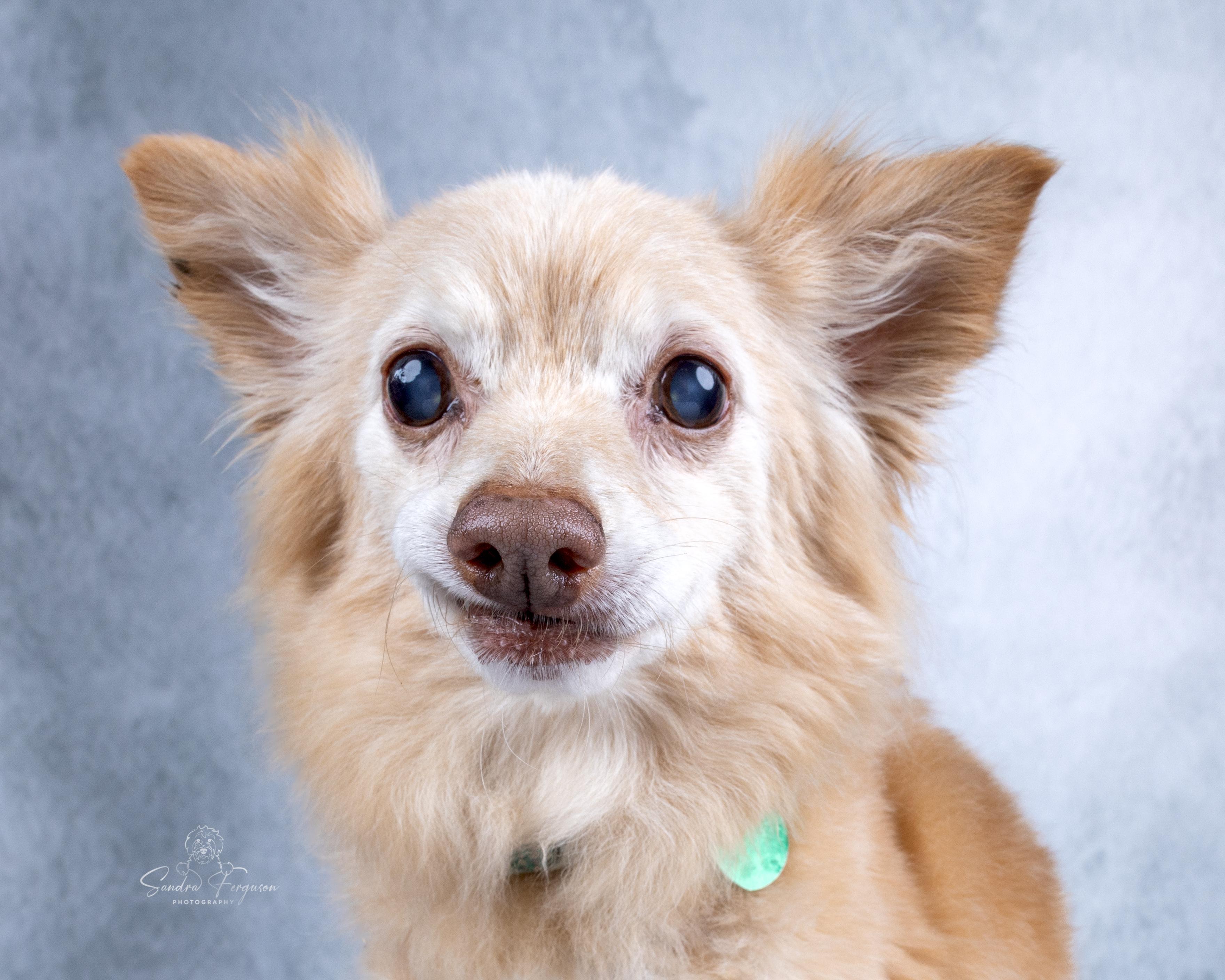Herman, a Adoptable Pomeranian in Memphis, TN image 3/6