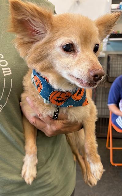 Enlarge Herman, a Adoptable Pomeranian in Memphis, TN image 3/5