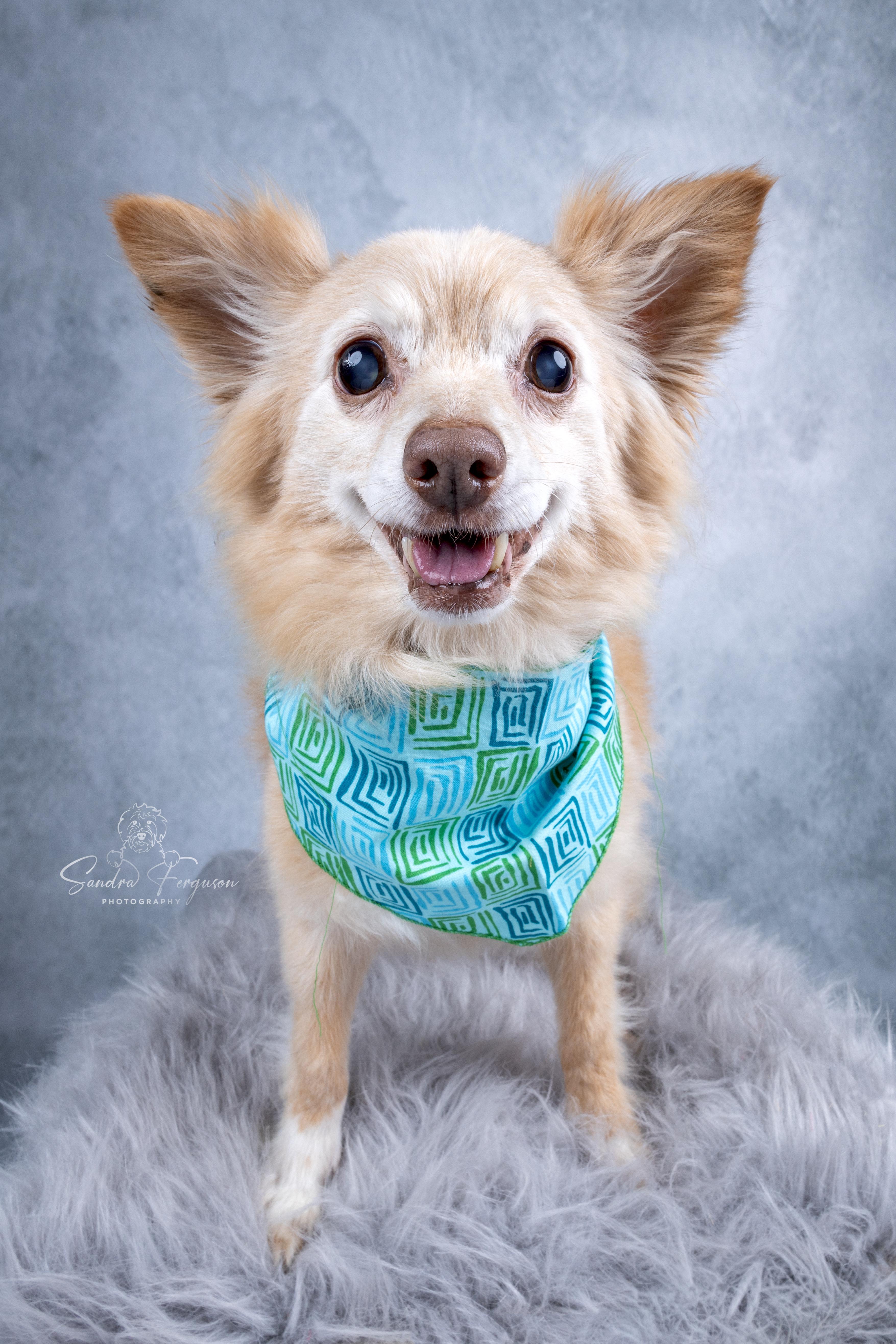 Herman, a Adoptable Pomeranian in Memphis, TN image 1/6
