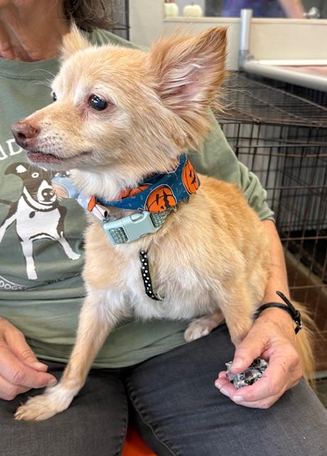 Enlarge Herman, a Adoptable Pomeranian in Memphis, TN image 4/5