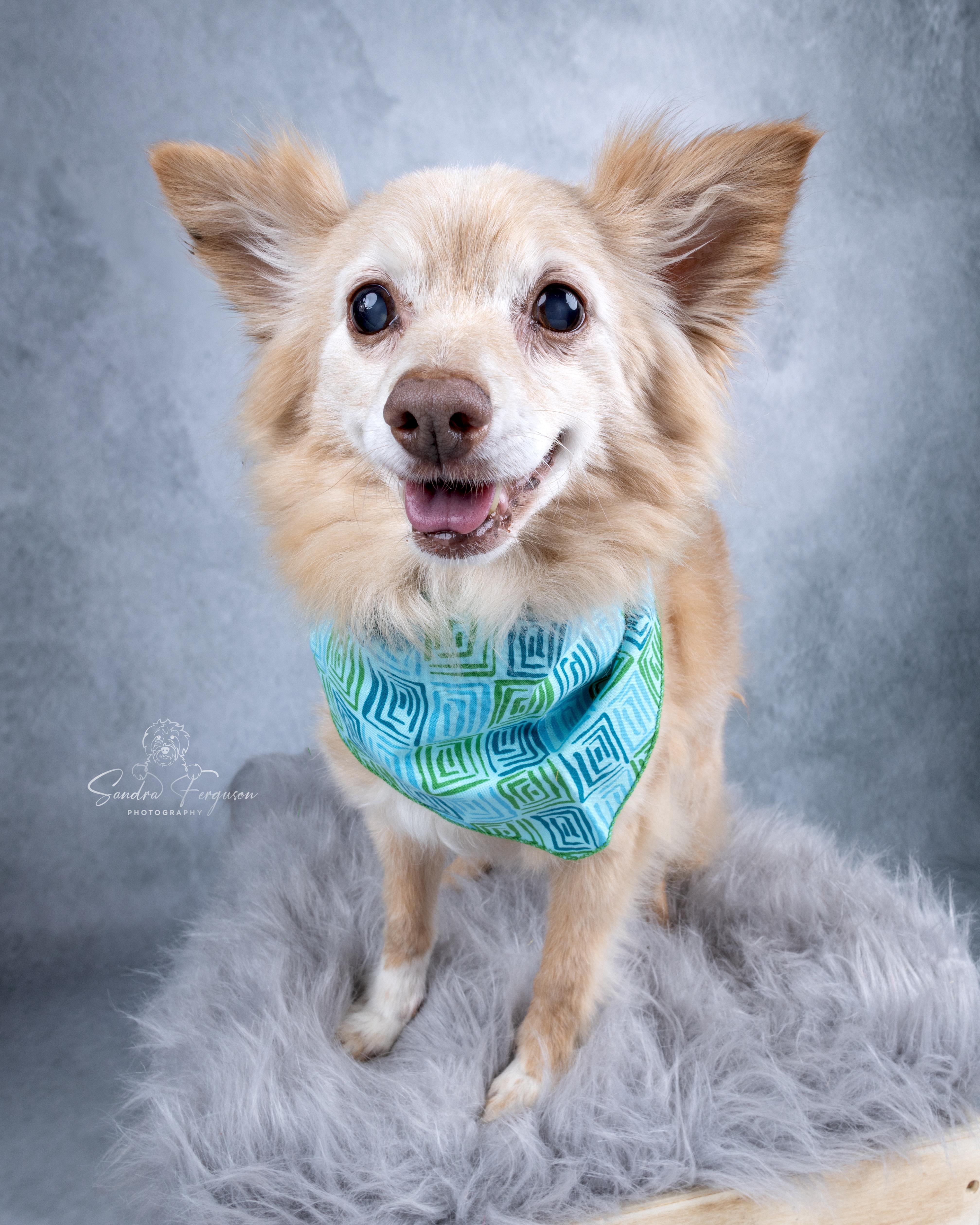 Herman, a Adoptable Pomeranian in Memphis, TN image 5/6