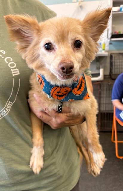 Enlarge Herman, a Adoptable Pomeranian in Memphis, TN image 5/5