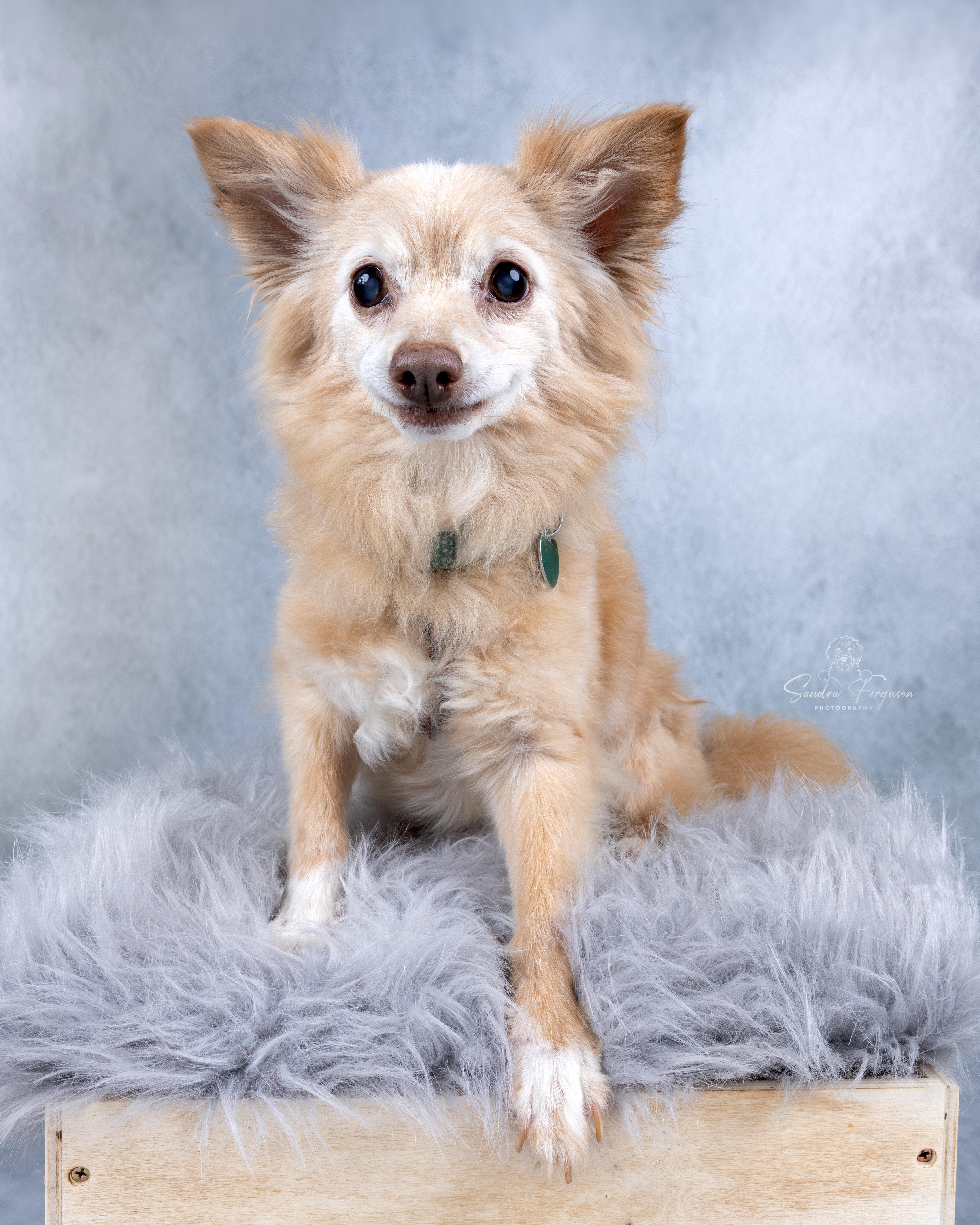 Herman, a Adoptable Pomeranian in Memphis, TN image 6/6