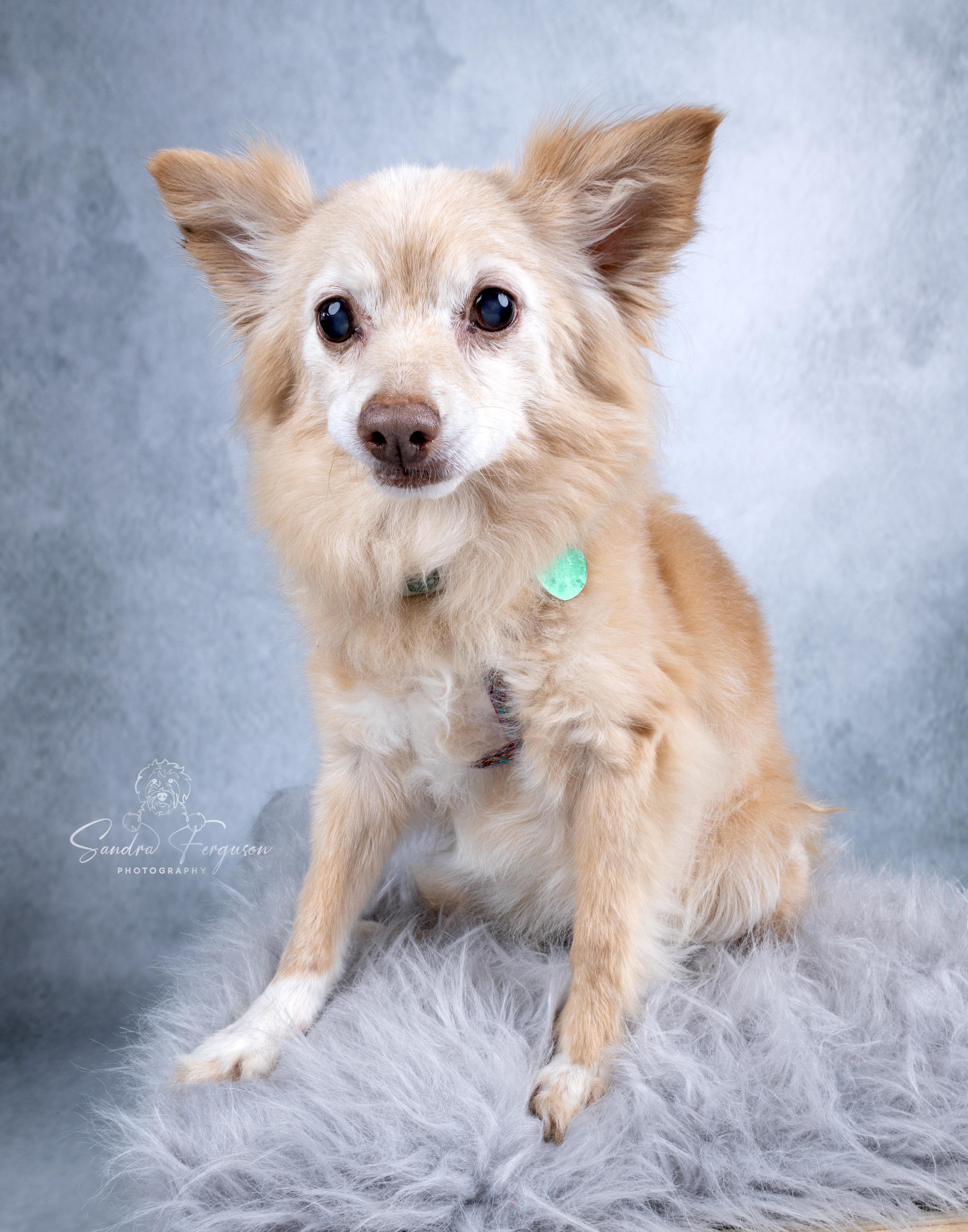 Herman, a Adoptable Pomeranian in Memphis, TN image 4/6