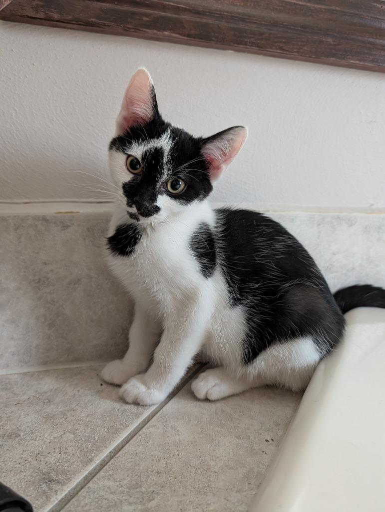ZIPPER, Adoptable, Kitten Female Domestic Short Hair.