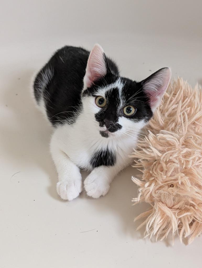 Enlarge ZIPPER, a Adoptable mixed breed in Wintersville, OH image 2/2