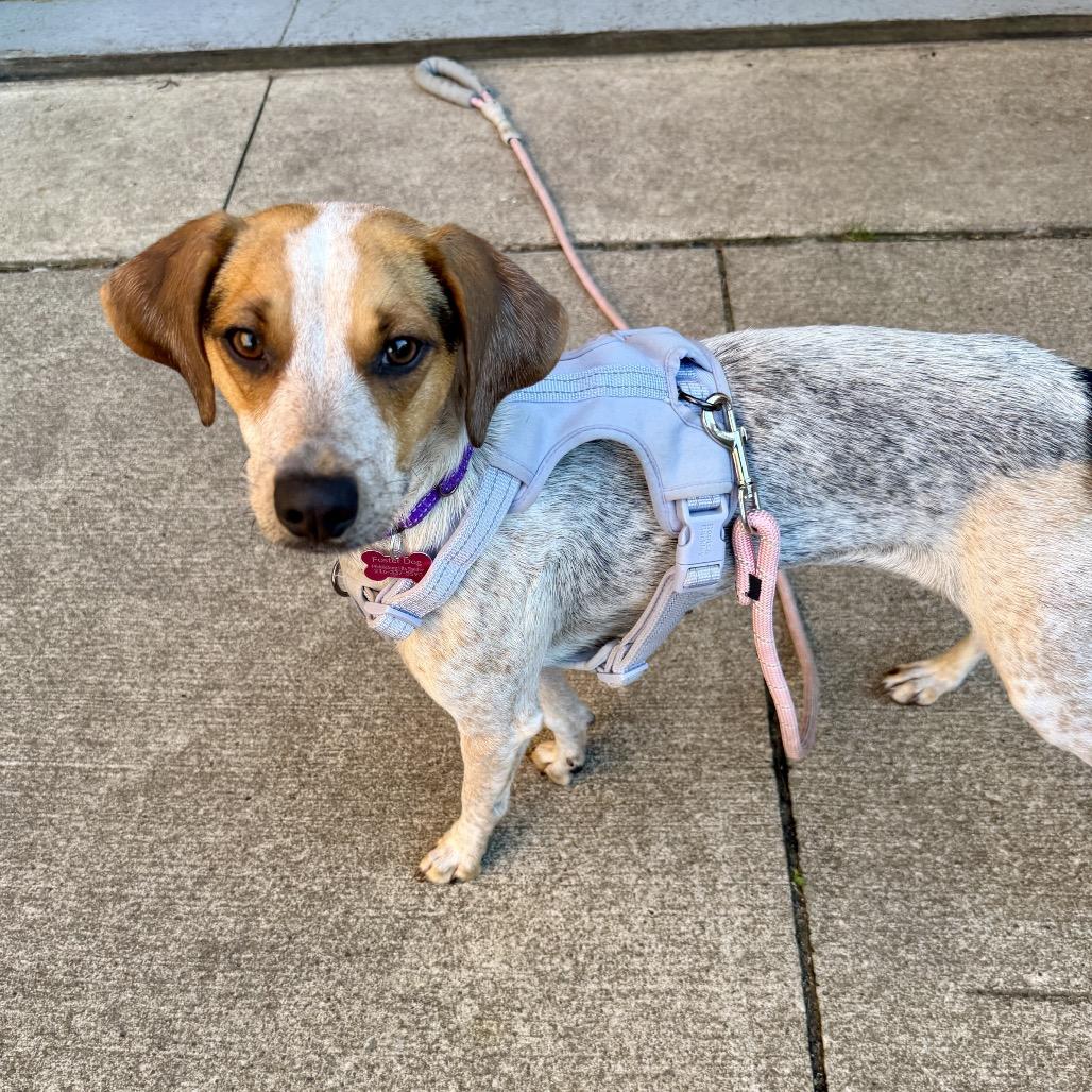 Nova, Adoptable, Young Female Hound & Mixed Breed.