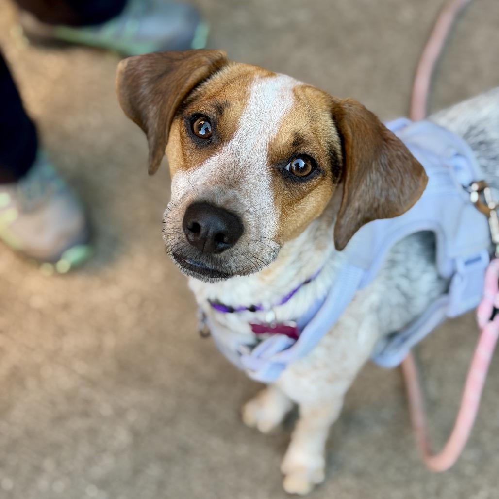 Enlarge Nova, a Adoptable mixed breed in Middleburg Heights , OH image 2/6