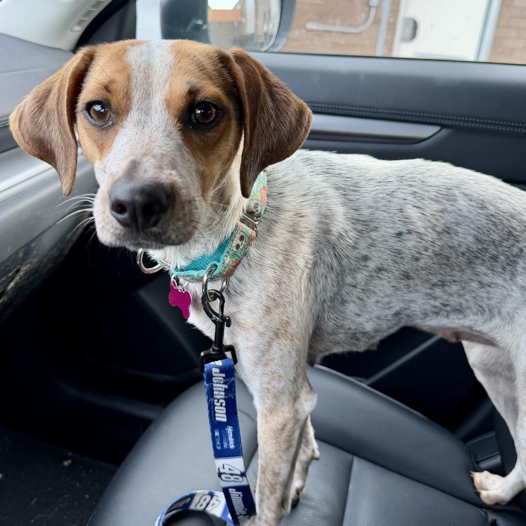 Enlarge Nova, a Adoptable mixed breed in Middleburg Heights , OH image 3/6