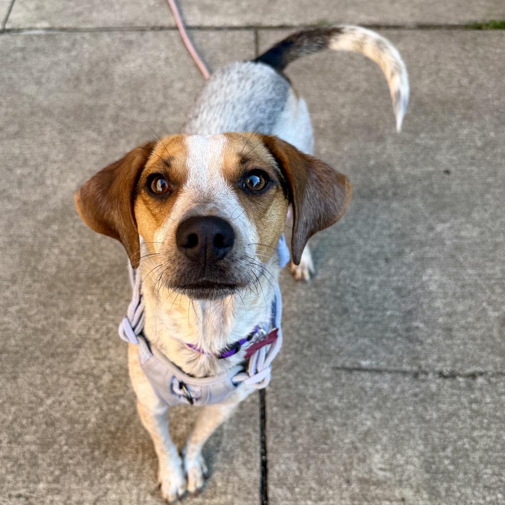 Enlarge Nova, a Adoptable mixed breed in Middleburg Heights , OH image 4/6