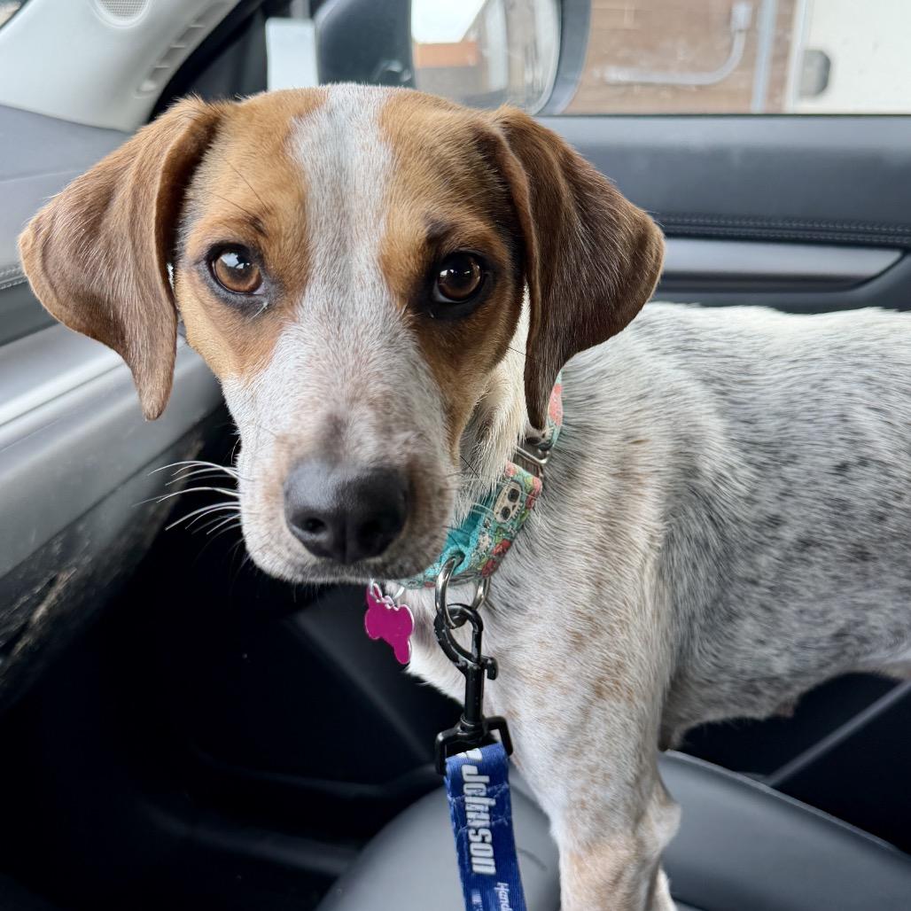 Enlarge Nova, a Adoptable mixed breed in Middleburg Heights , OH image 5/6