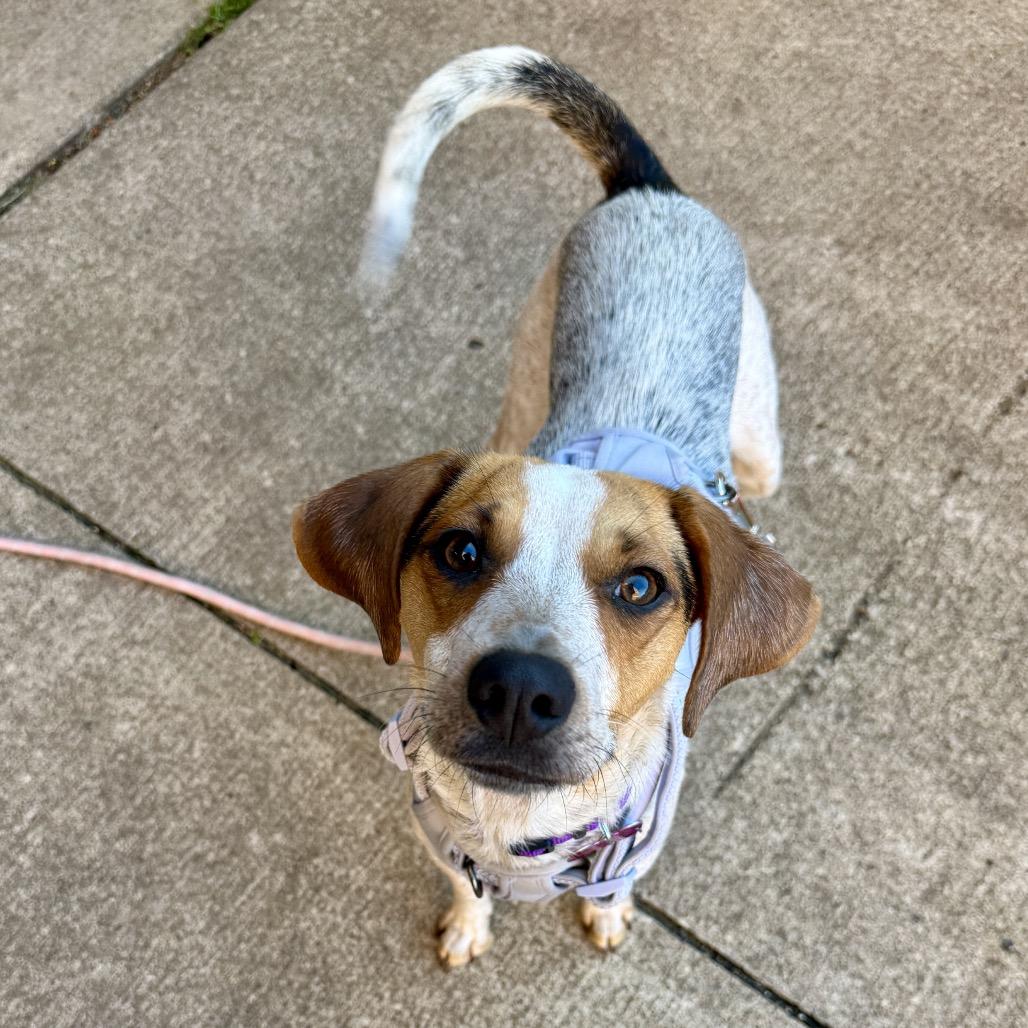 Enlarge Nova, a Adoptable mixed breed in Middleburg Heights , OH image 6/6