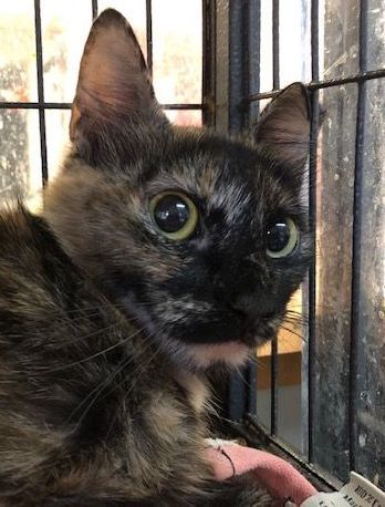 Misty, a Adoptable Tortoiseshell in Porter, TX image 1/2