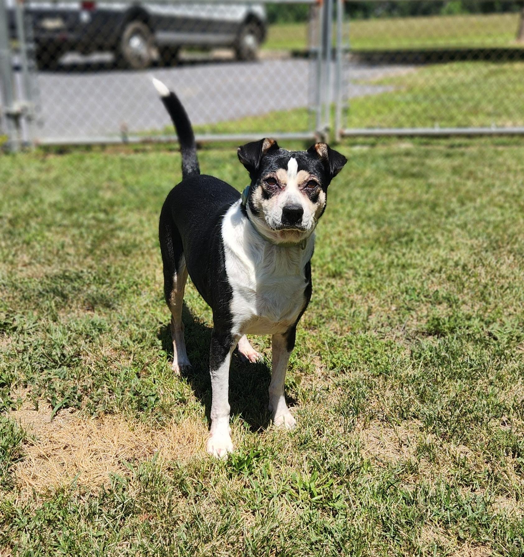 Pepper, adopted, Adult Female Beagle & Rat Terrier.