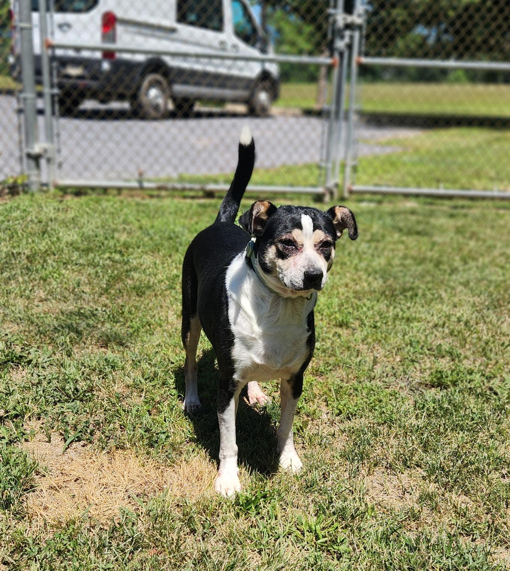 Enlarge Pepper, an adopted mixed breed in Stanley, VA image 3/3