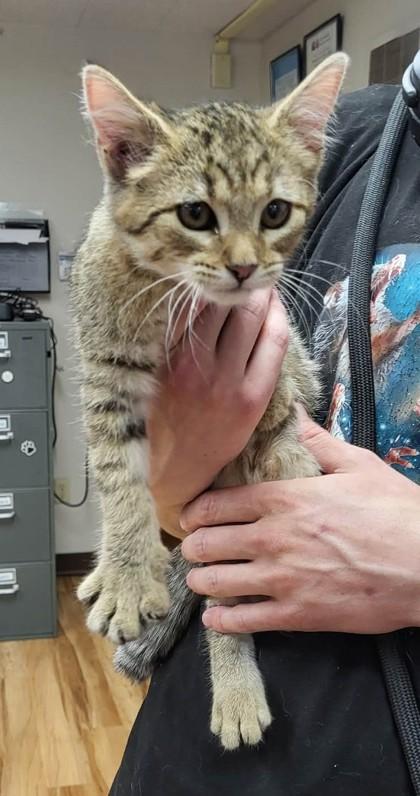 Enlarge Moonpie, an adopted mixed breed in Canon City, CO image 1/1