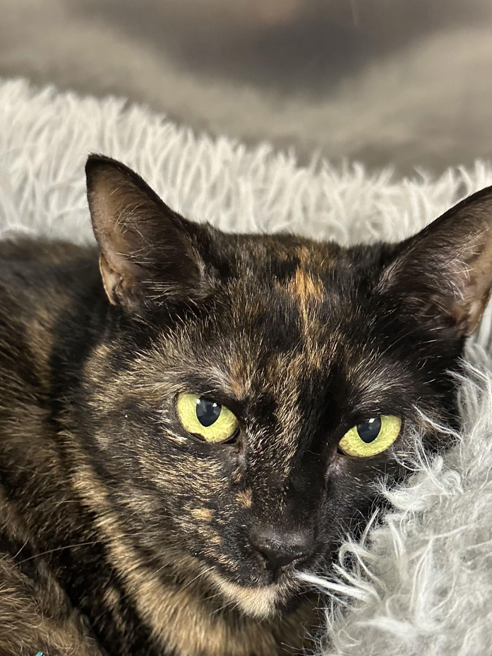 Holly, Adoptable, Adult Female Domestic Short Hair.