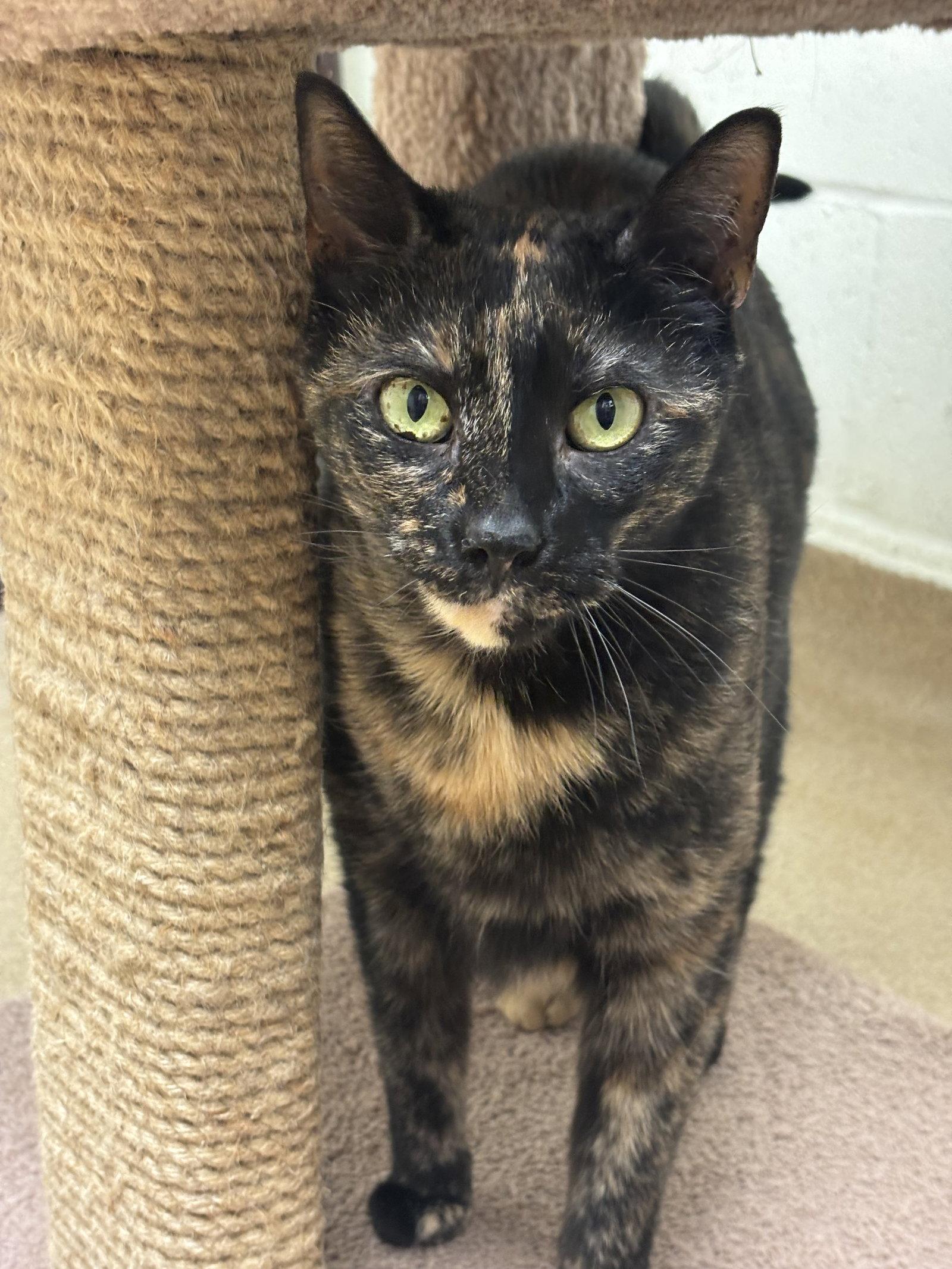 Holly, Adoptable, Adult Female Domestic Short Hair.