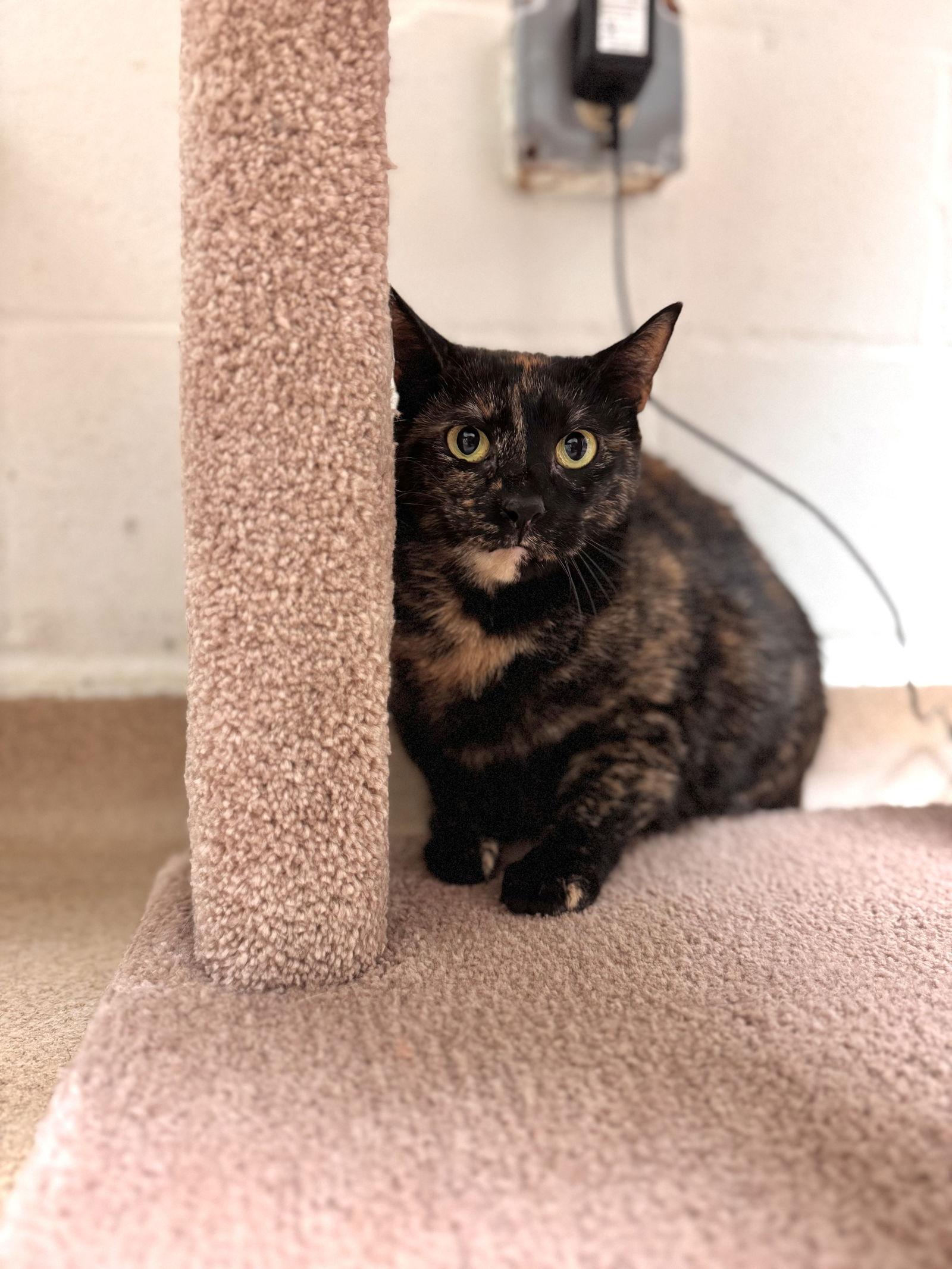 Holly, a Adoptable Domestic Short Hair in Brick, NJ image 2/3