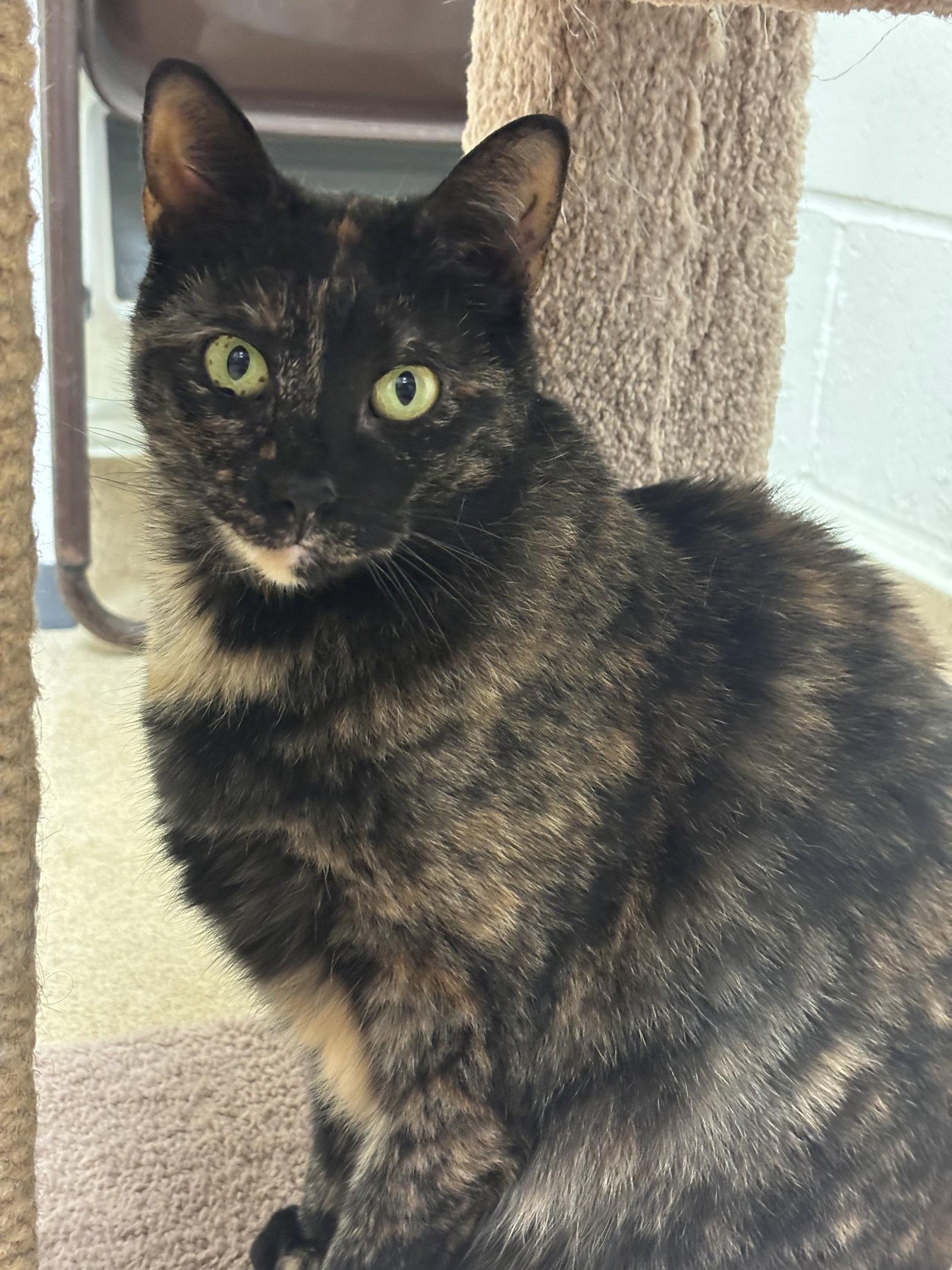 Holly, a Adoptable Domestic Short Hair in Brick, NJ image 2/3