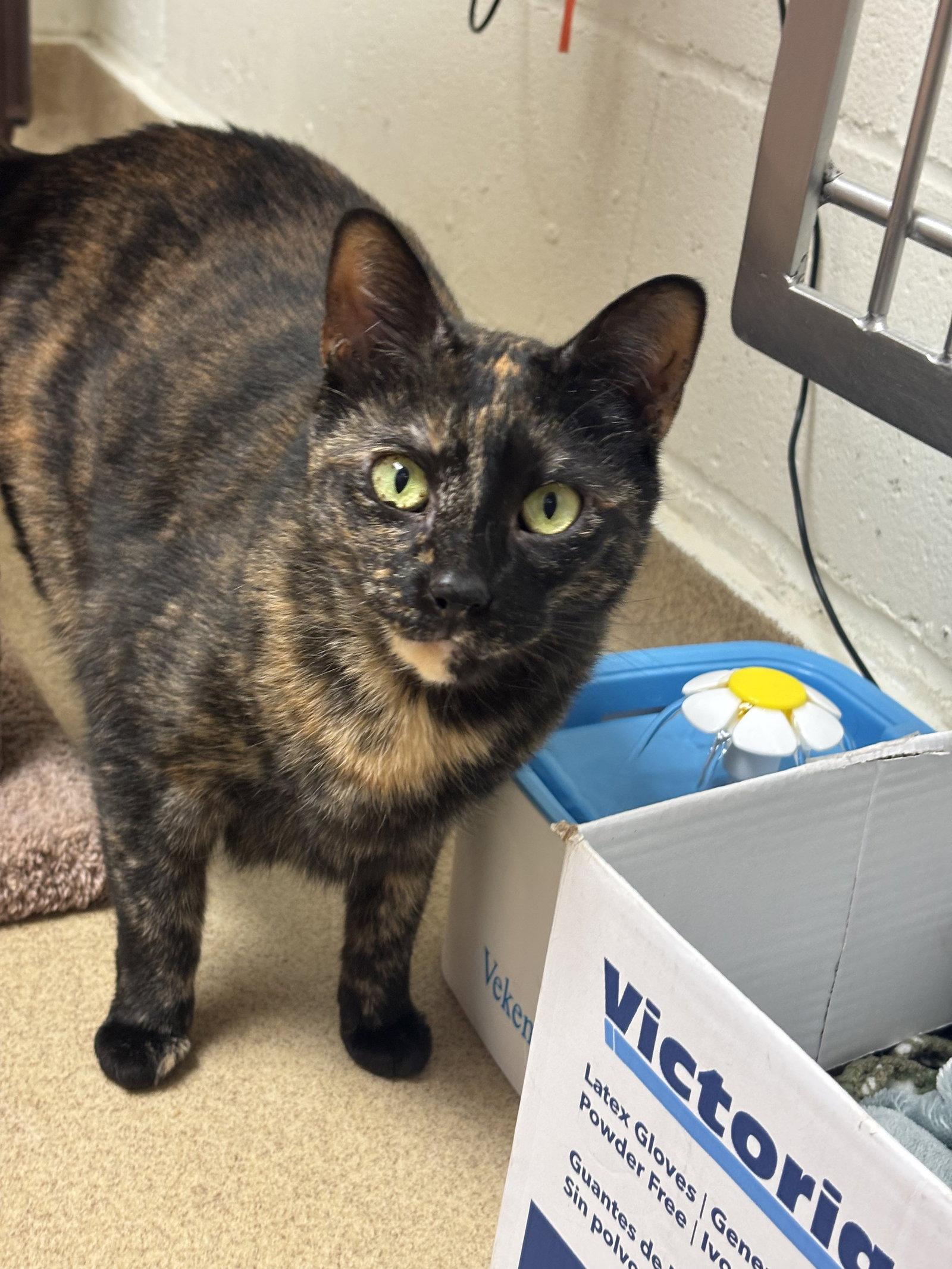 Holly, a Adoptable Domestic Short Hair in Brick, NJ image 3/3