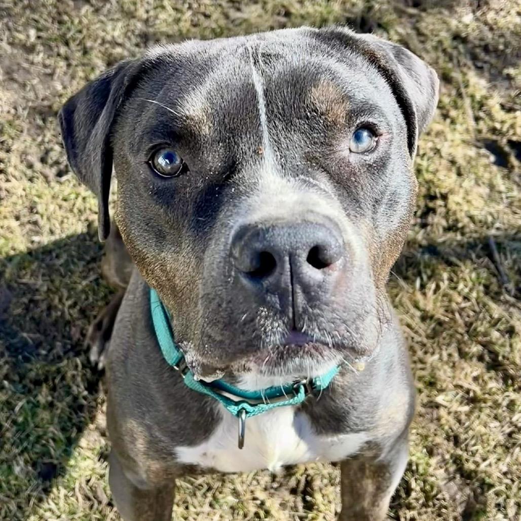 Brody — thumbnail 3