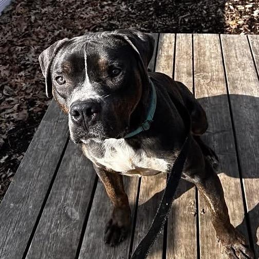 Brody — thumbnail 5