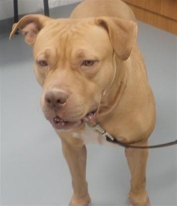 CANDY, Adoptable, Adult Female Pit Bull Terrier.