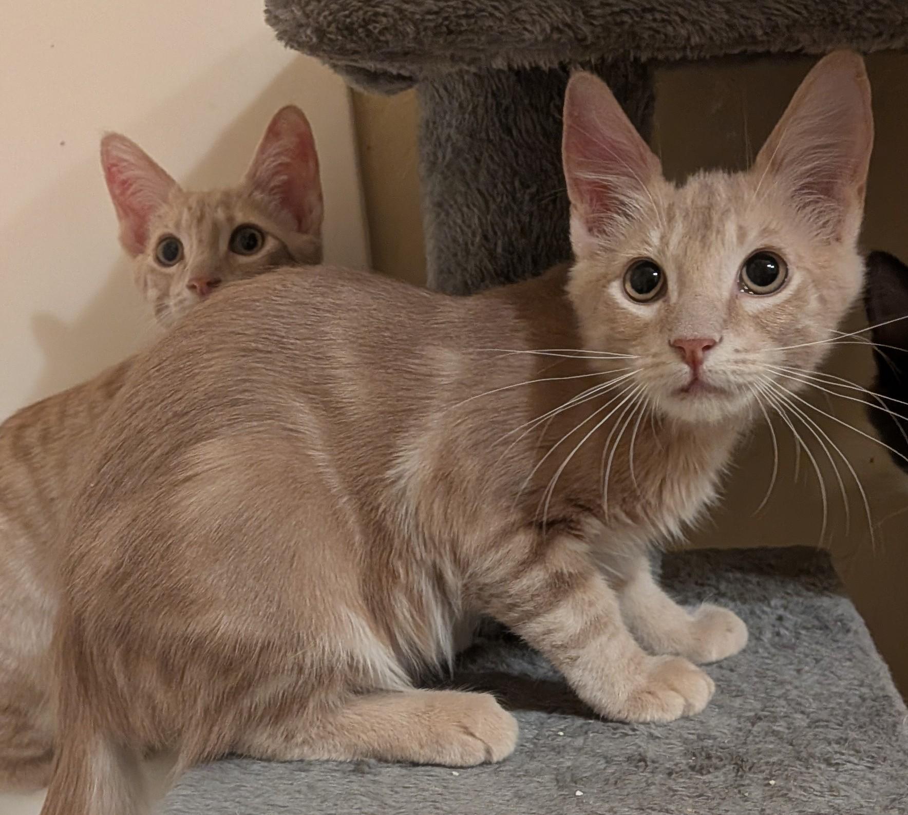 Chesney, ADOPTABLE, Kitten Male Domestic Short Hair.