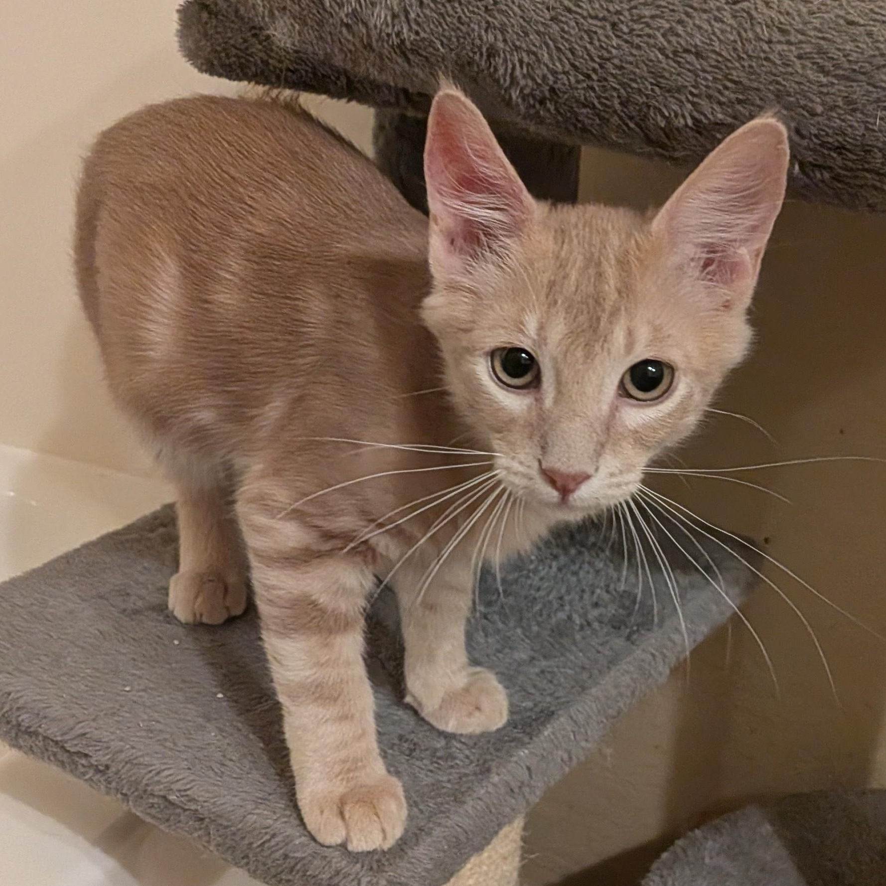 Enlarge Chesney, a ADOPTABLE Domestic Short Hair in Queen Creek, AZ image 2/4