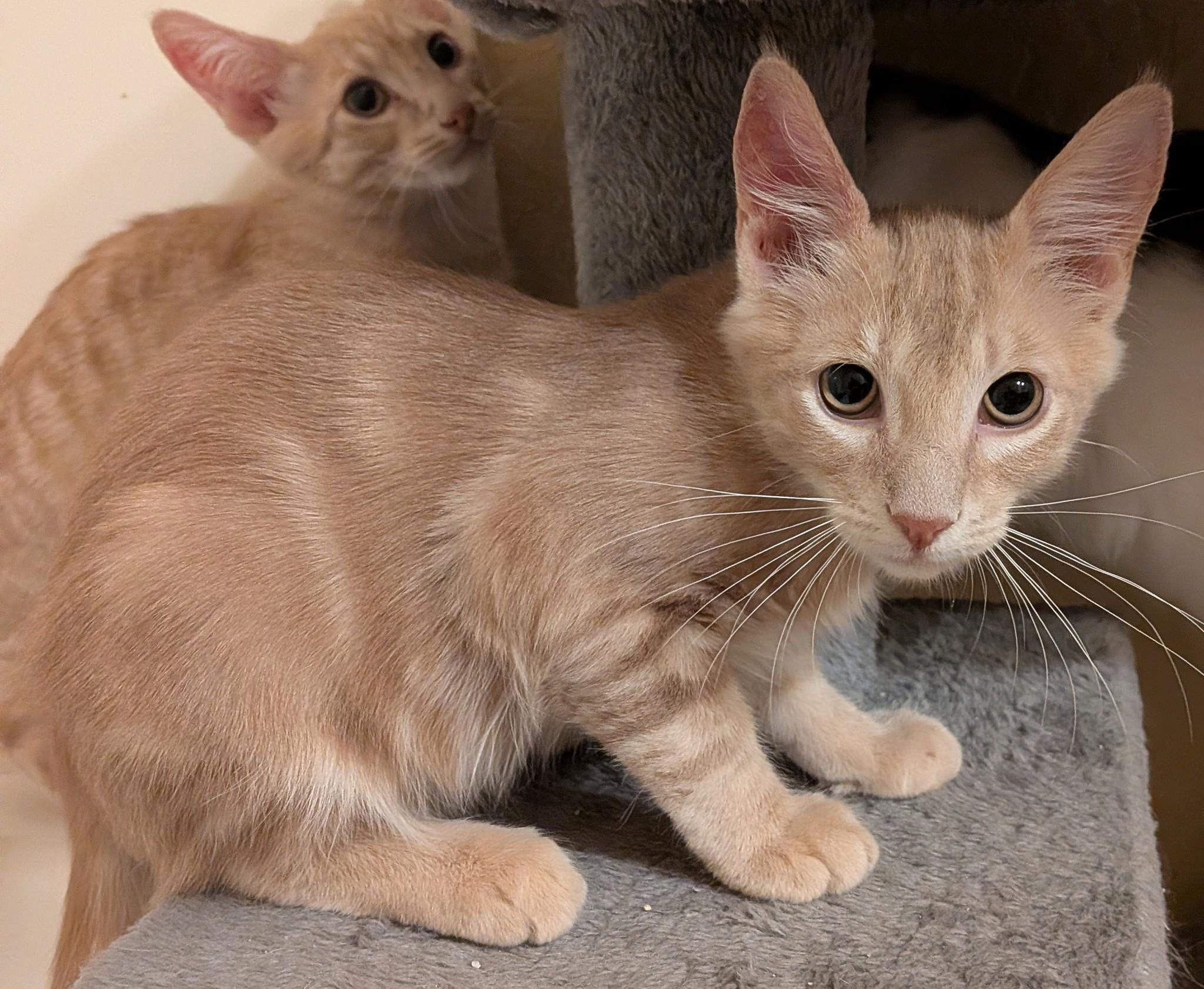 Enlarge Chesney, a ADOPTABLE Domestic Short Hair in Queen Creek, AZ image 3/4