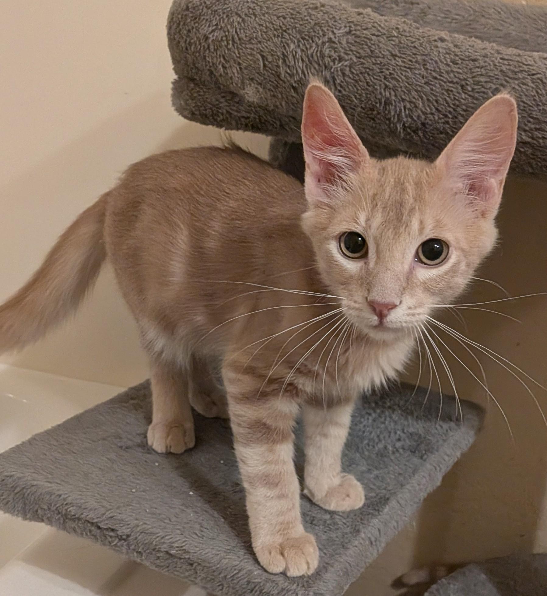 Enlarge Chesney, a ADOPTABLE Domestic Short Hair in Queen Creek, AZ image 4/4