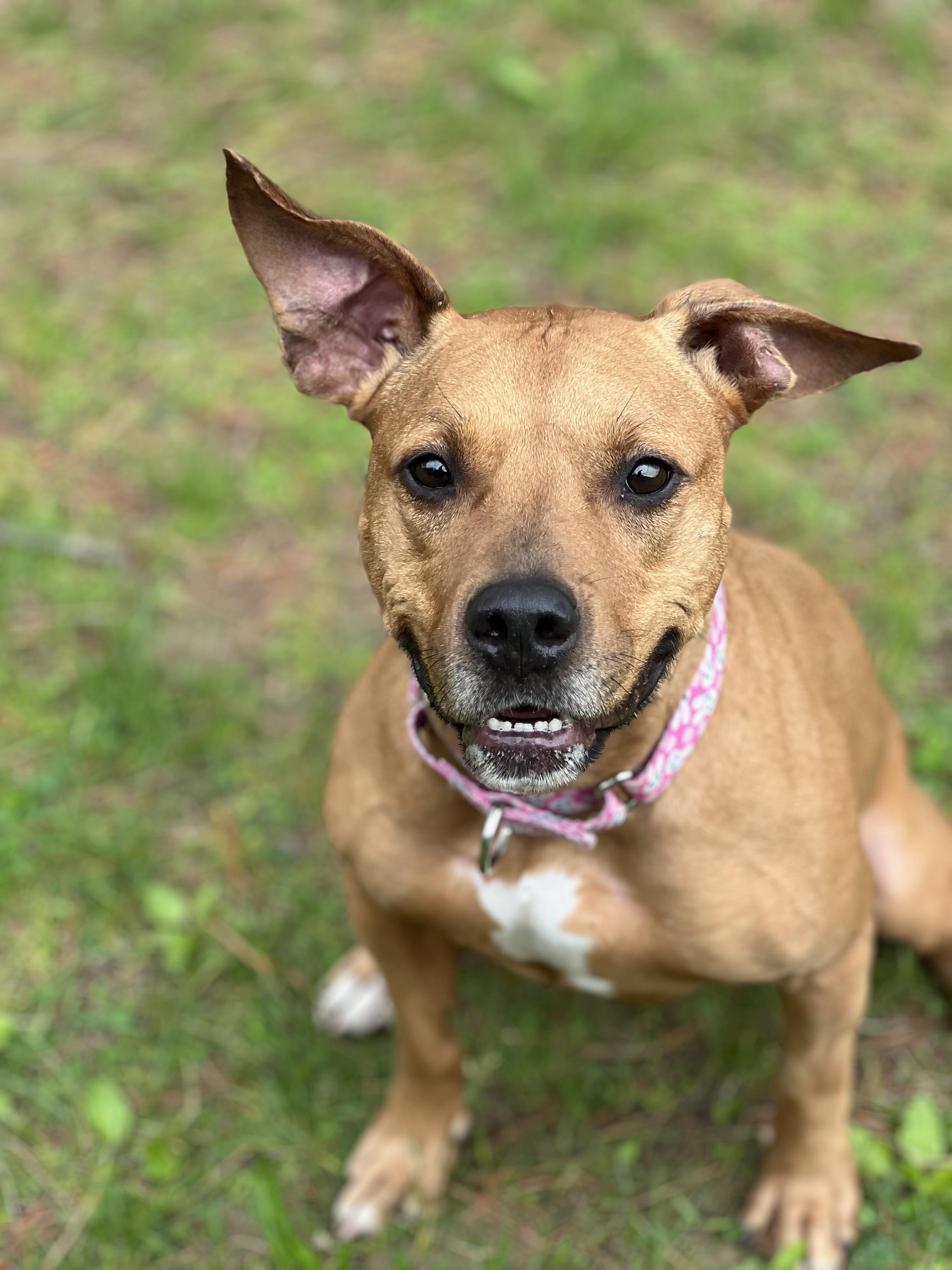 Enlarge Faith, a Adoptable mixed breed in Yonkers, NY image 2/6