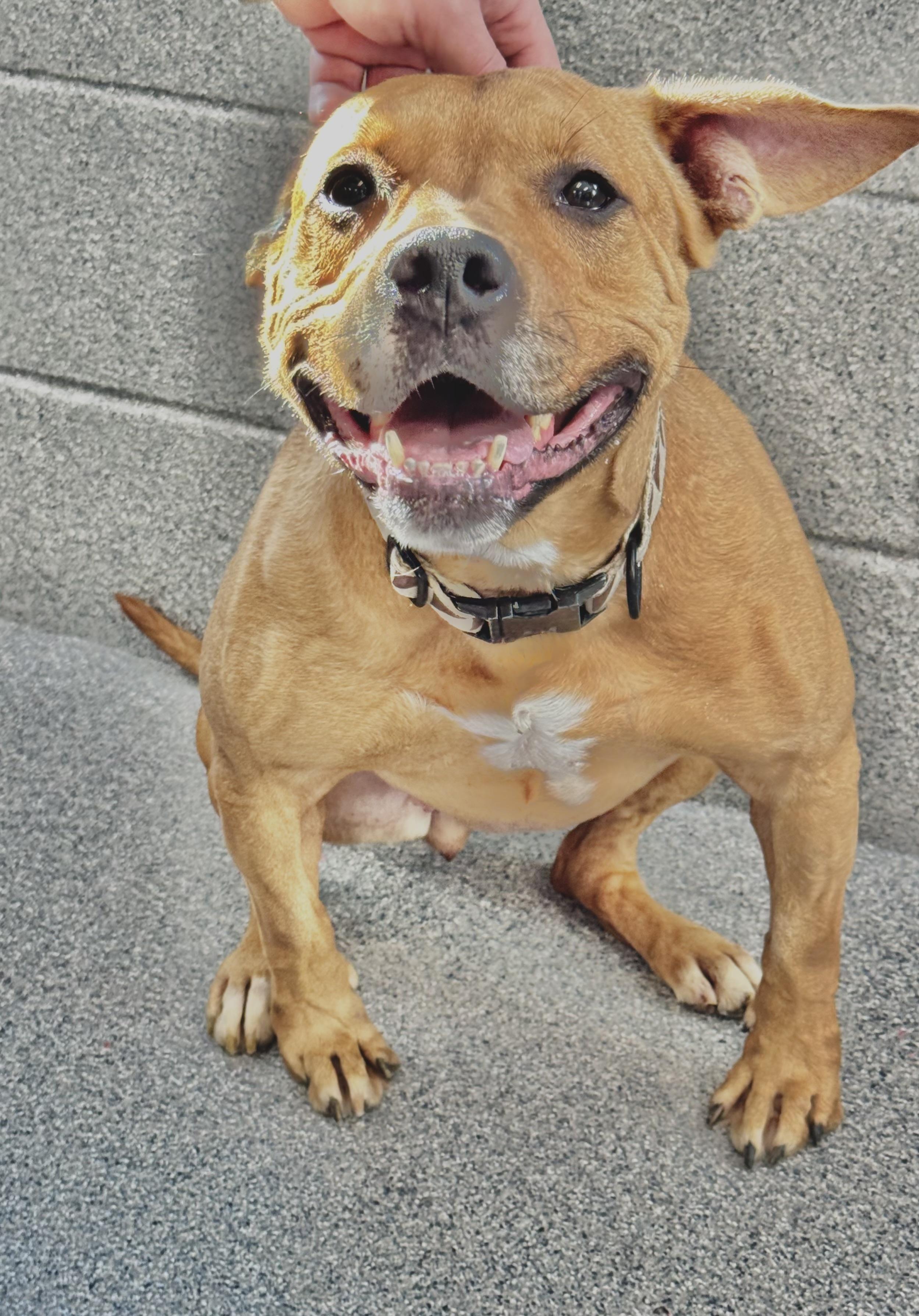 Enlarge Faith, a Adoptable mixed breed in Yonkers, NY image 6/6