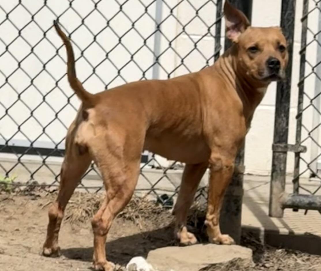 Enlarge Faith, a Adoptable mixed breed in Yonkers, NY image 4/6