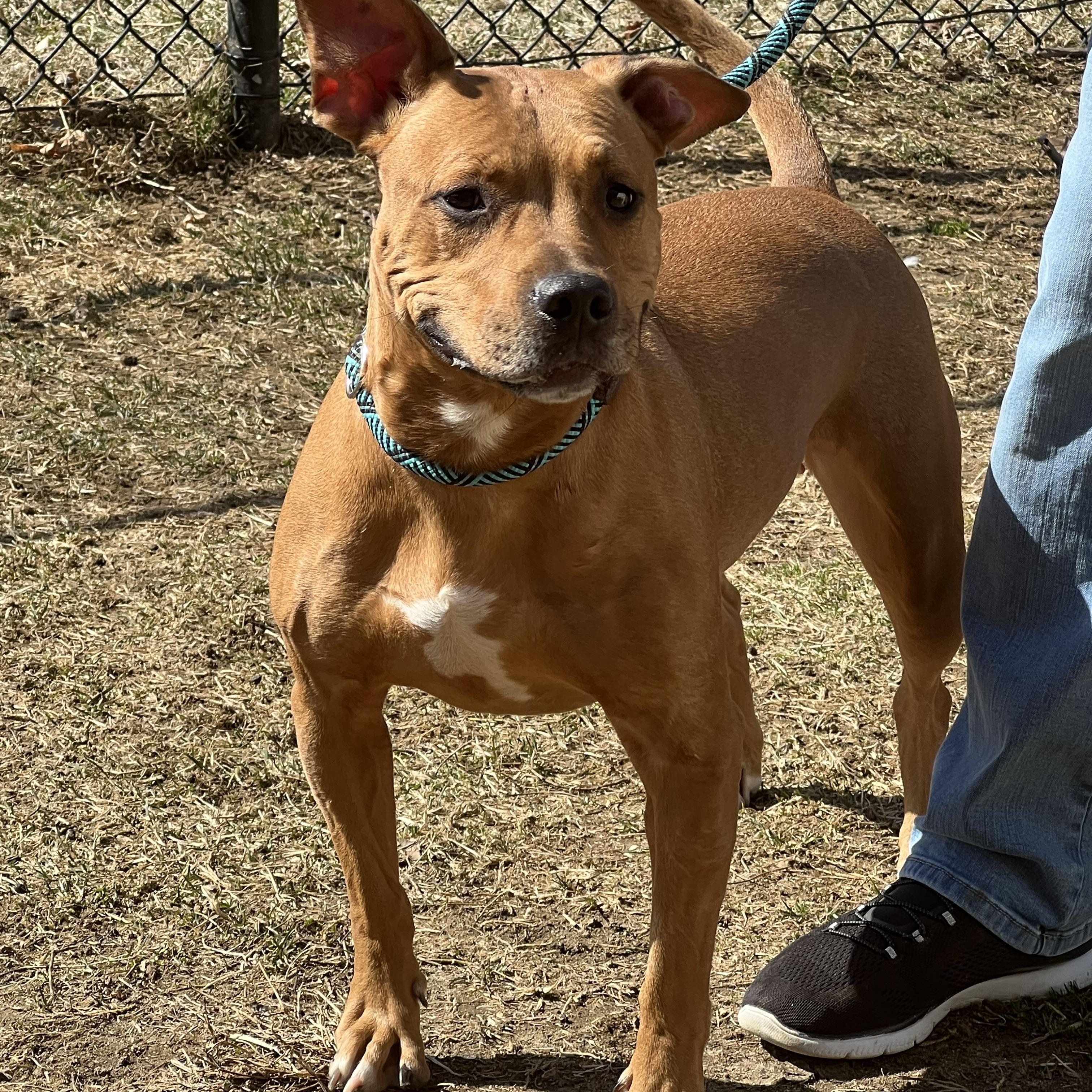 Enlarge Faith, a Adoptable mixed breed in Yonkers, NY image 3/6