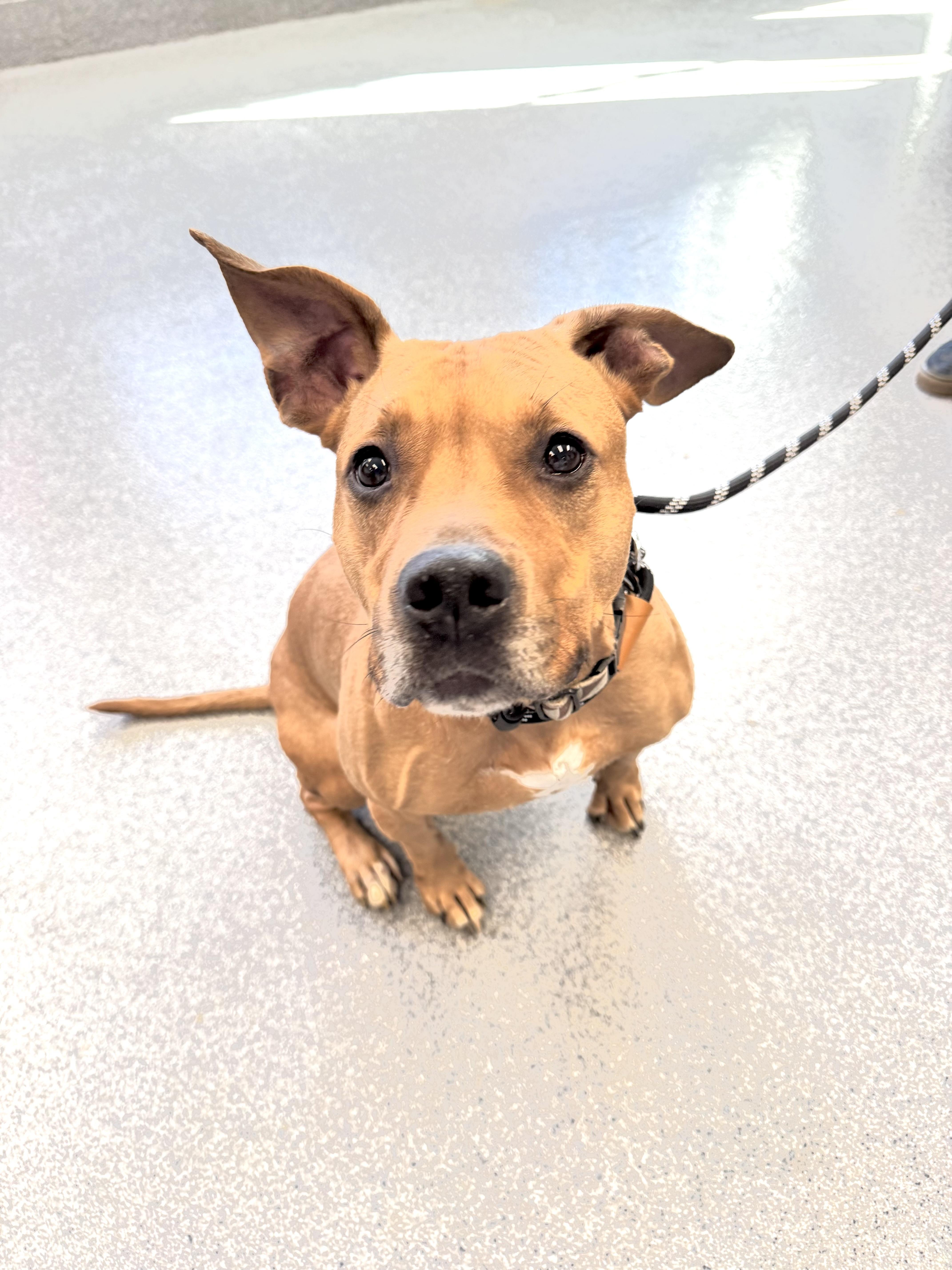 Enlarge Faith, a Adoptable mixed breed in Yonkers, NY image 5/6