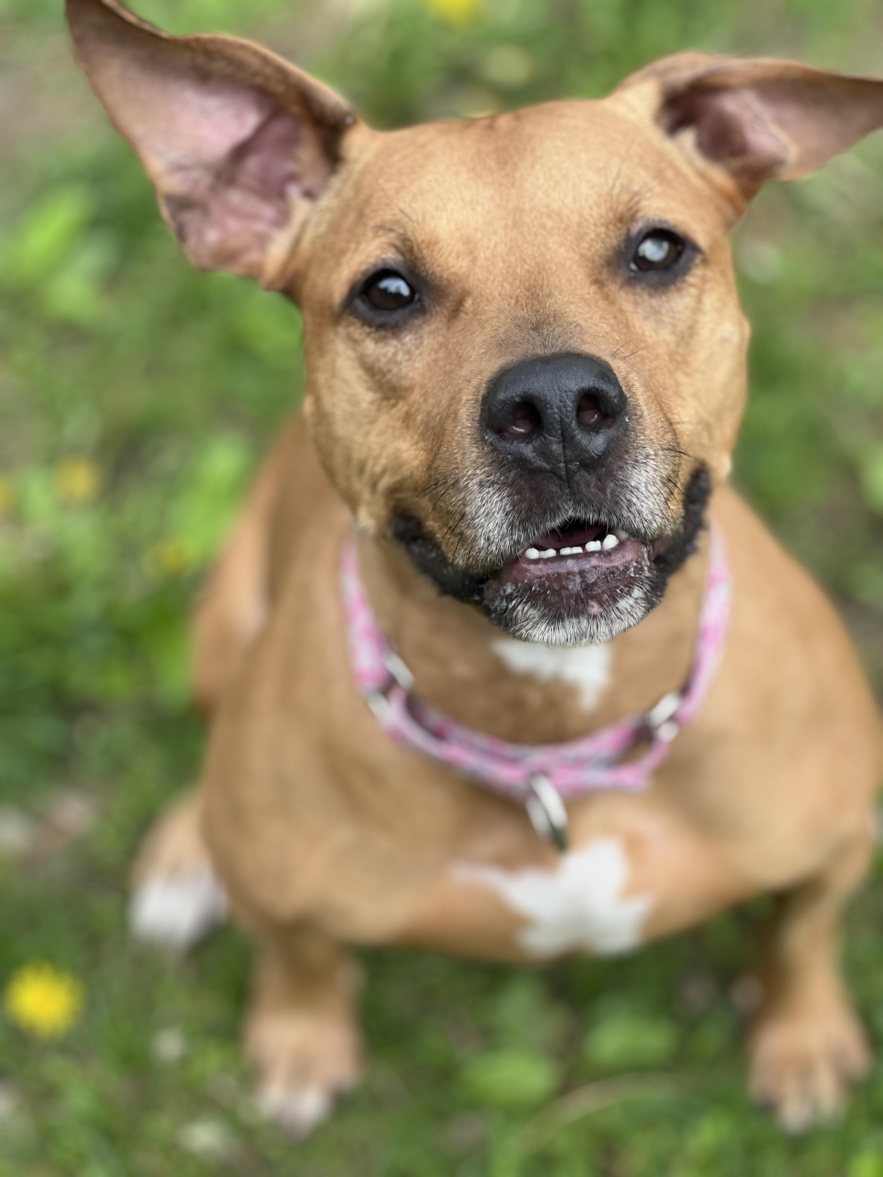 Faith, Adoptable, Young Female Pit Bull Terrier & Terrier.