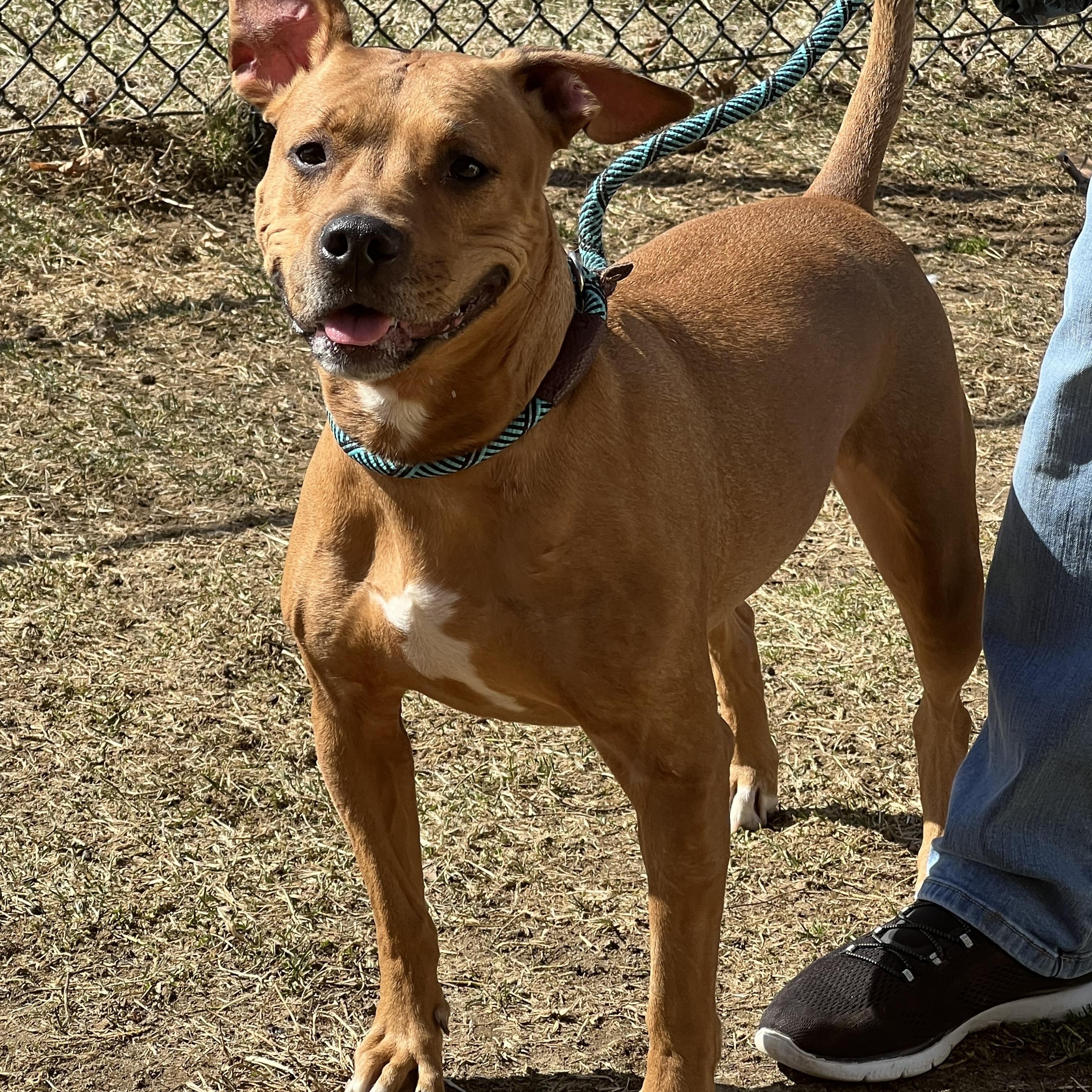 Enlarge Faith, a Adoptable mixed breed in Yonkers, NY image 5/6