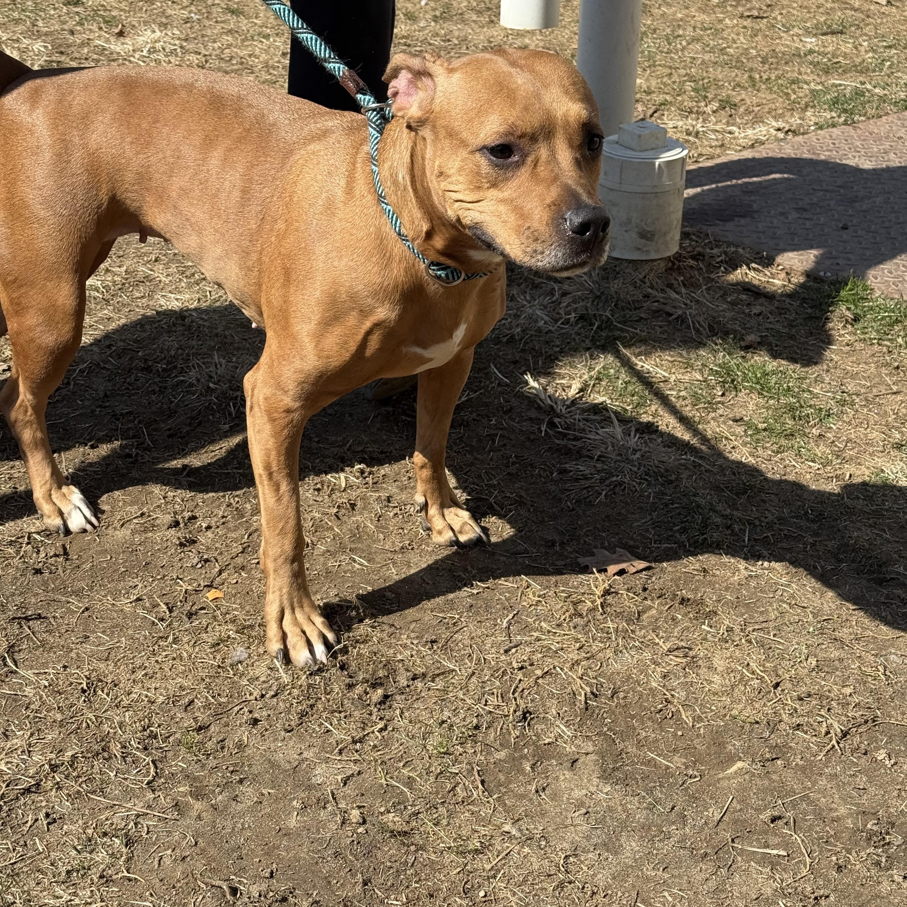 Enlarge Faith, a Adoptable mixed breed in Yonkers, NY image 6/6
