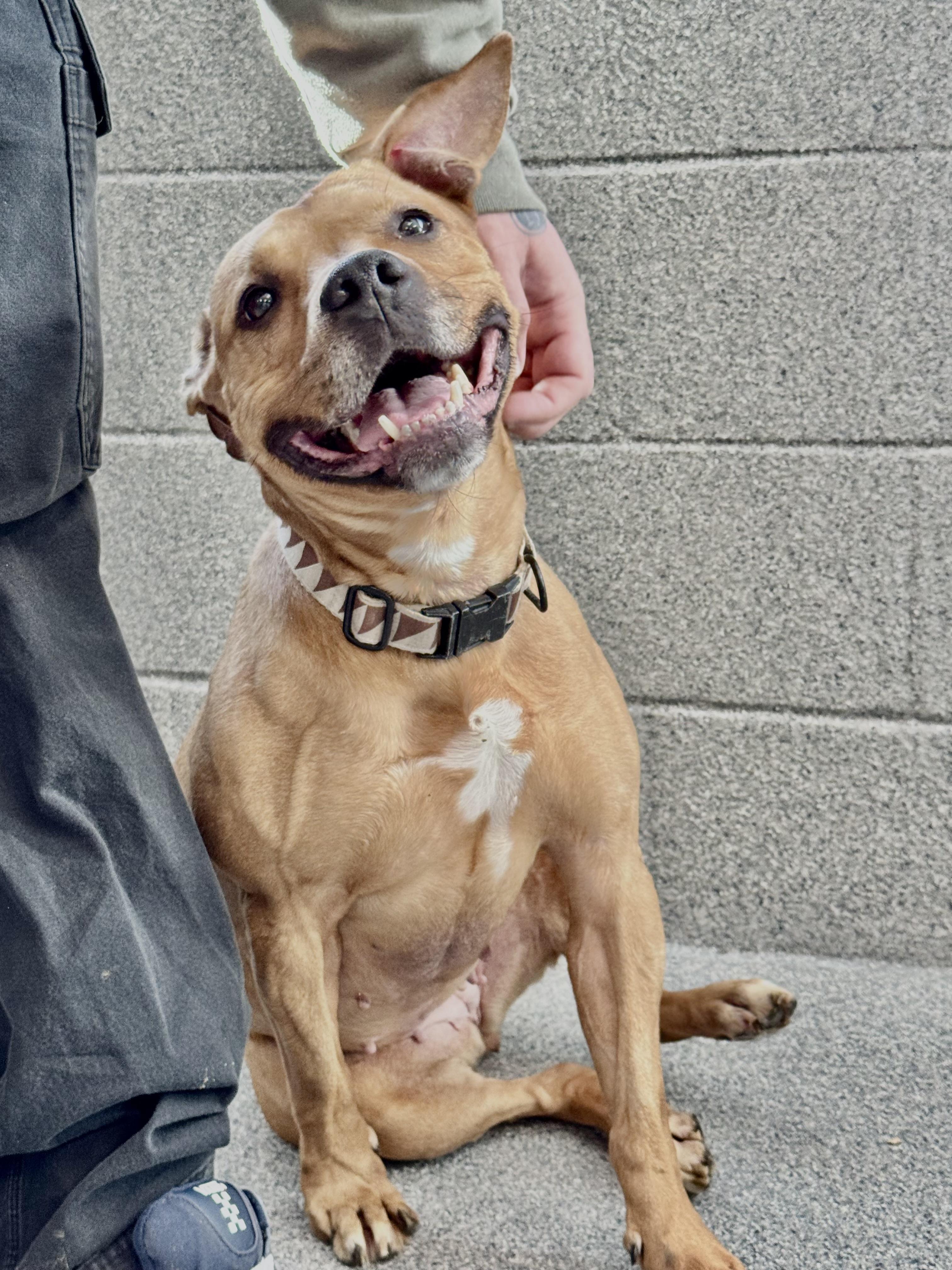 Enlarge Faith, a Adoptable mixed breed in Yonkers, NY image 4/6