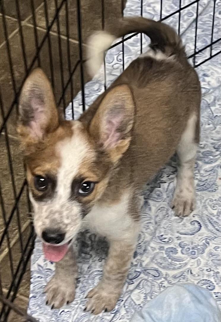 Blue, an adopted mixed breed in Los Angeles, CA image 2/3