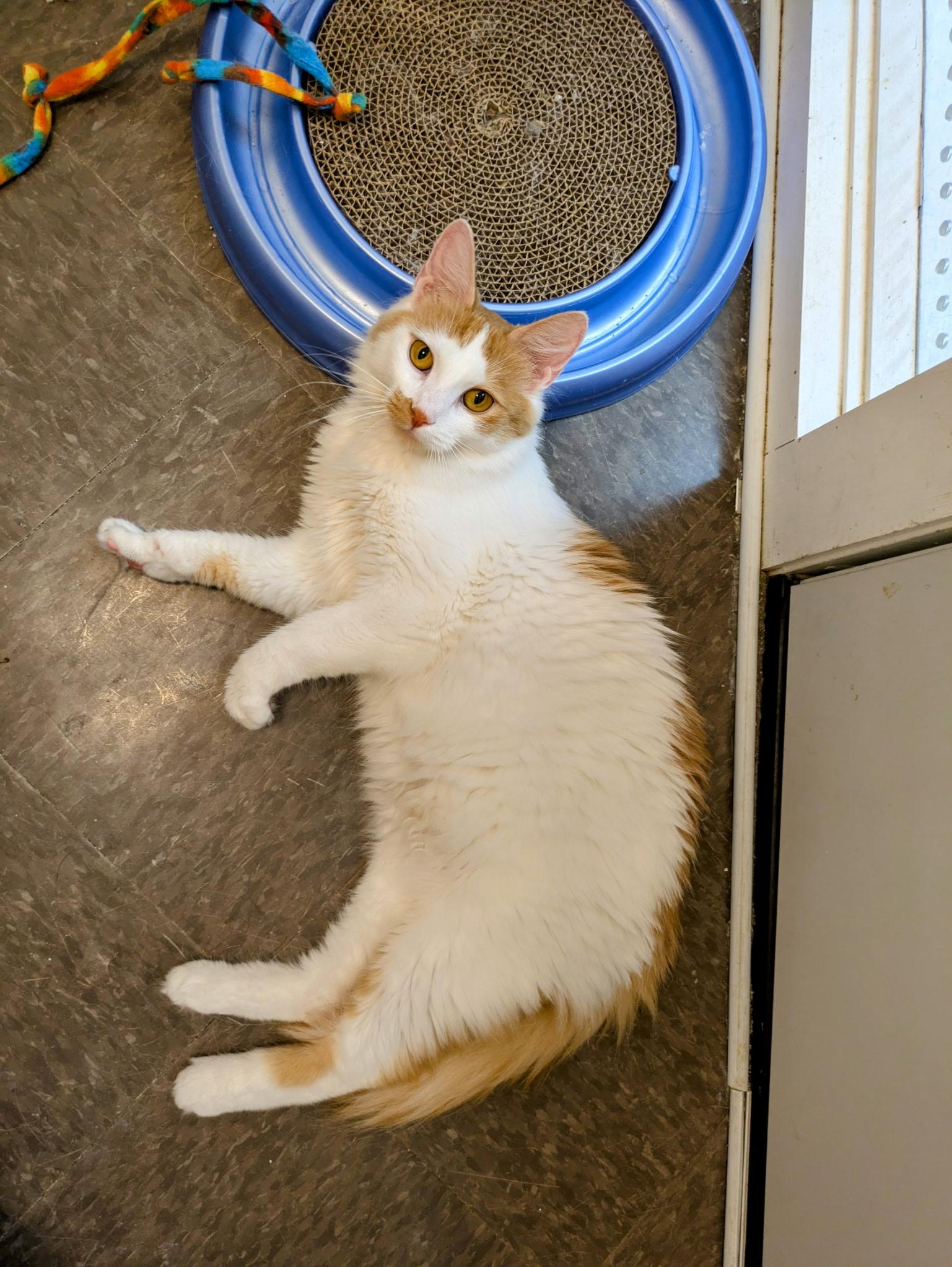 Daisy - At Pet Supplies Plus