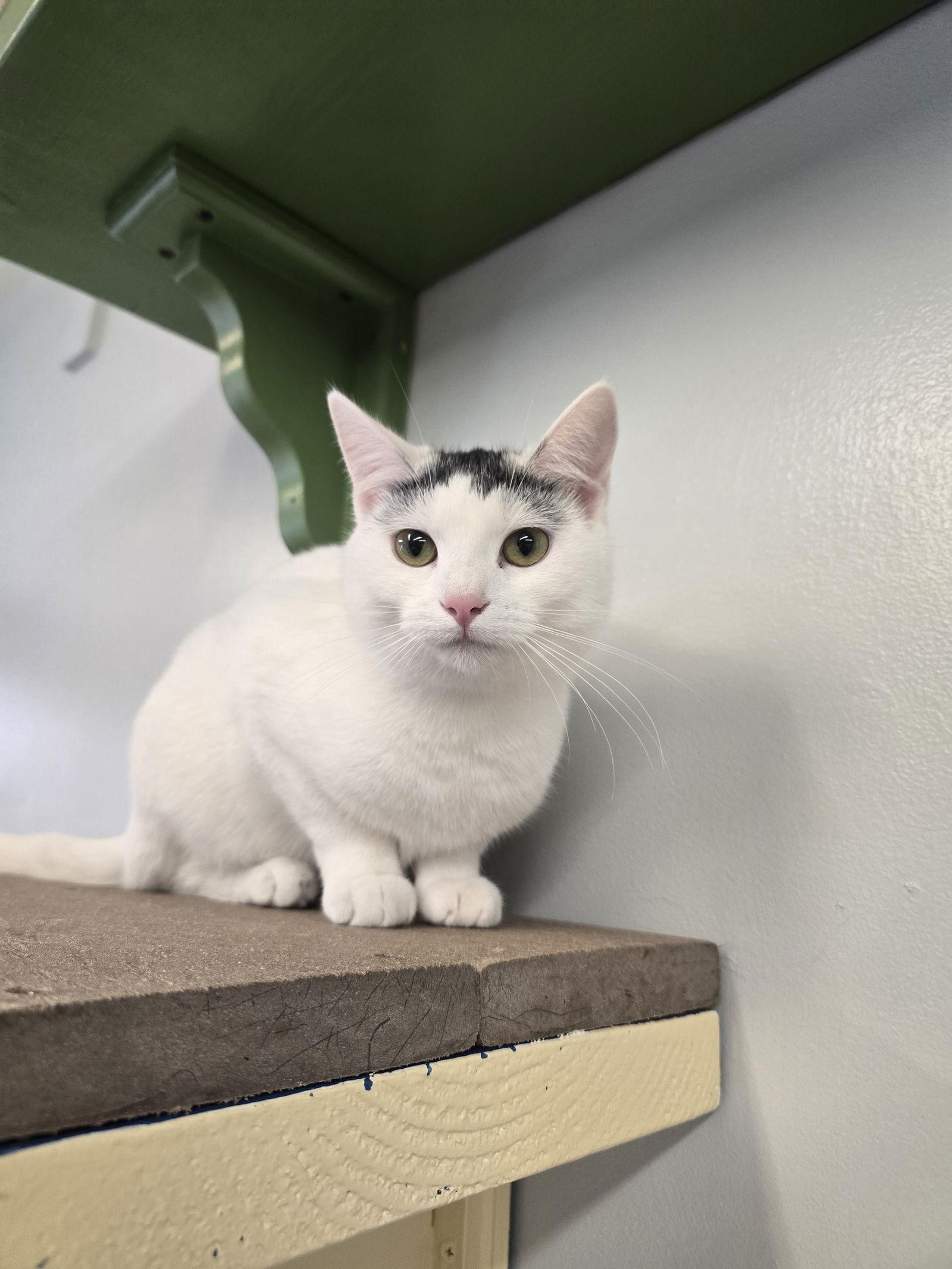 Snow, Adopted, Young Female Domestic Short Hair.