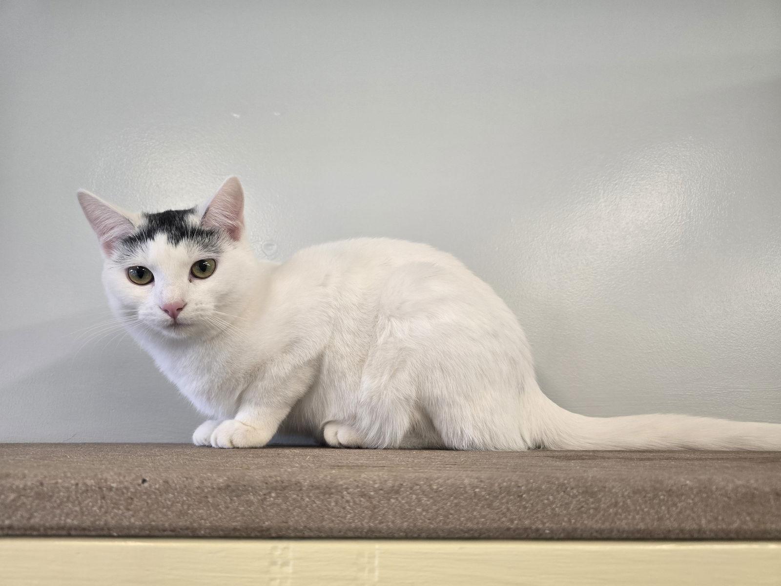 Enlarge Snow, a Adopted Domestic Short Hair in Evergreen, CO image 2/3