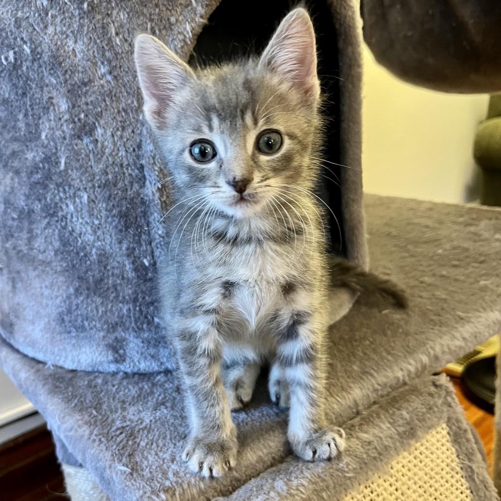 Enlarge Octopus, a Adoptable Domestic Short Hair in Chicago, IL image 3/4